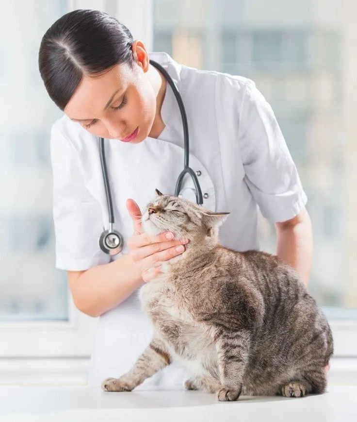 9 راهکار کاهش استرس گربه هنگام مراجعه به دامپزشک
